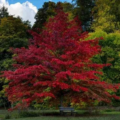 Дуб болотный  Дуб болотный в Чебоксарах