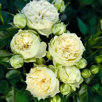 Саженцы роз БЛАНШЕТТ спрей  Саженцы роз БЛАНШЕТТ спрей в Чебоксарах