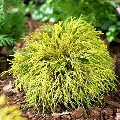 Кипарисовик ВАВЕЛ горохоплодный  Кипарисовик ВАВЕЛ горохоплодный в Чебоксарах