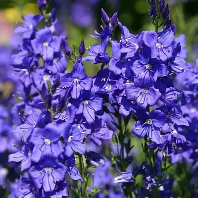 Вероника австрийская  Вероника австрийская в Чебоксарах