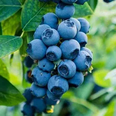 Голубика БОНИФАЦИЙ  Голубика БОНИФАЦИЙ в Чебоксарах