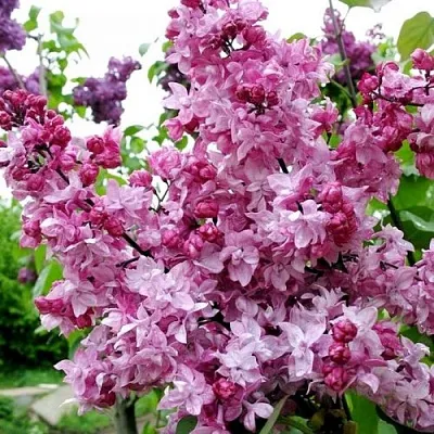 Сирень ОЛИМПИАДА КОЛЕСНИКОВА  Сирень ОЛИМПИАДА КОЛЕСНИКОВА в Чебоксарах