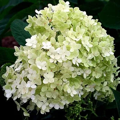 Гортензия СТЕРИЛИС древовидная   Гортензия СТЕРИЛИС древовидная  в Чебоксарах