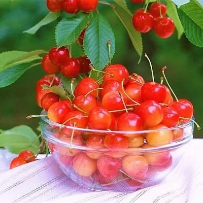 Черешня НАСЛАЖДЕНИЕ  Черешня НАСЛАЖДЕНИЕ в Чебоксарах