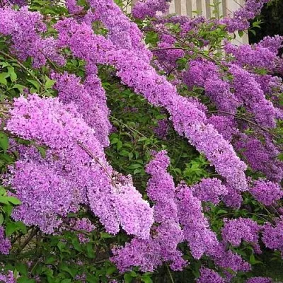 Сирень КИТАЙСКАЯ  Сирень КИТАЙСКАЯ в Чебоксарах