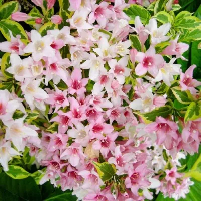 Вейгела САННИ ПРИНЦЕСС — описание сорта Вейгела САННИ ПРИНЦЕСС в Чебоксарах