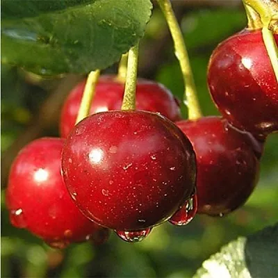 Дюк ПРЕВОСХОДНАЯ ВЕНЬЯМИНОВА  Дюк ПРЕВОСХОДНАЯ ВЕНЬЯМИНОВА в Чебоксарах