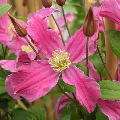 Клематис ИНСПИРЕЙШН ЗОЙН  Клематис ИНСПИРЕЙШН ЗОЙН в Чебоксарах