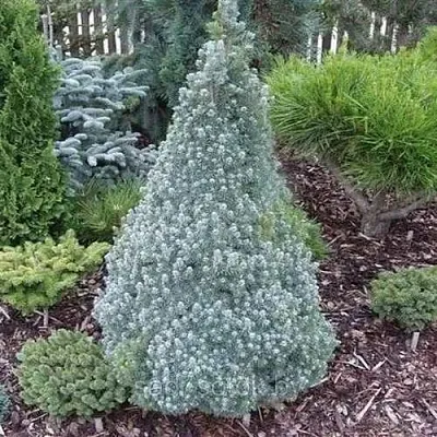 Ель САНДЕРС БЛЮ канадская в Чебоксарах