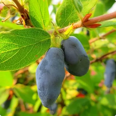 Жимолость съедобная БОРЕАЛ БЛИЗЗАРД (СЕВЕРНАЯ МЕТЕЛЬ)  Жимолость съедобная БОРЕАЛ БЛИЗЗАРД (СЕВЕРНАЯ МЕТЕЛЬ) в Чебоксарах