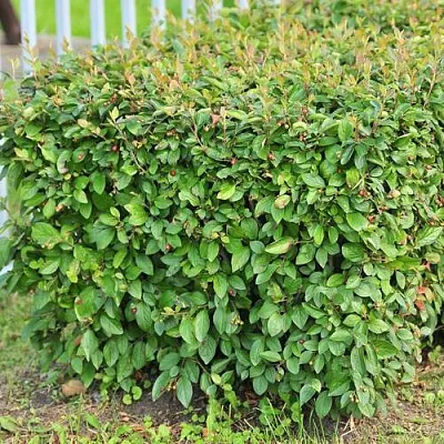 Кизильник блестящий в Чебоксарах