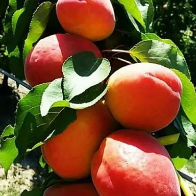 Абрикос ДЖУМБО КОТ  Абрикос ДЖУМБО КОТ в Чебоксарах