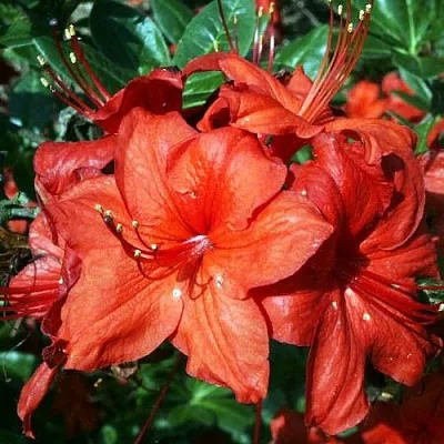 Азалия ДОЛОРОСО листопадная в Чебоксарах