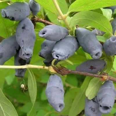 Жимолость съедобная РОКСАНА  Жимолость съедобная РОКСАНА в Чебоксарах