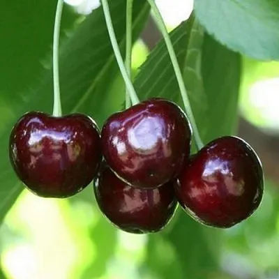 Черешня ЛЕНИНГРАДСКАЯ ЧЁРНАЯ  Черешня ЛЕНИНГРАДСКАЯ ЧЁРНАЯ в Чебоксарах