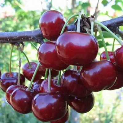 Дюк ИВАНОВНА  Дюк ИВАНОВНА в Чебоксарах