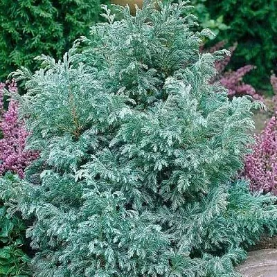 Кипарисовик БУЛЕВАРД горохоплодный  Кипарисовик БУЛЕВАРД горохоплодный в Чебоксарах