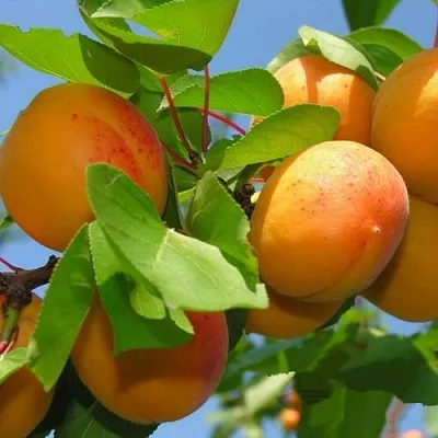 Абрикос КИЕВСКИЙ РАННИЙ  Абрикос КИЕВСКИЙ РАННИЙ в Чебоксарах