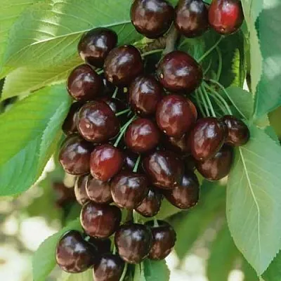 Черешня РЕВНА  Черешня РЕВНА в Чебоксарах