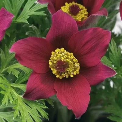 Прострел ПИНВИЛ РЕД ШЕЙДЕС в Чебоксарах