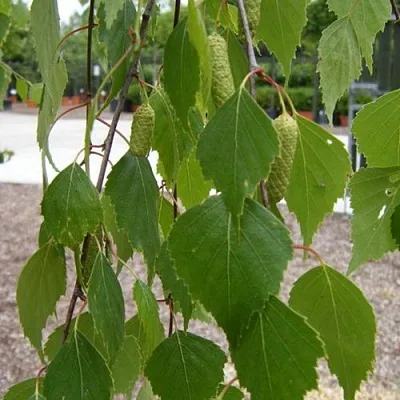 Береза ФАСЦИНЕЙШЕН белая   Береза ФАСЦИНЕЙШЕН белая  в Чебоксарах