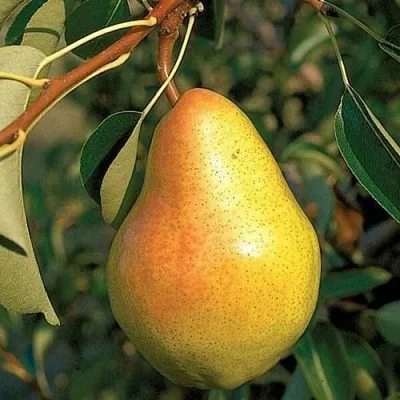 Груша ВЕЛЕСА  Груша ВЕЛЕСА в Чебоксарах