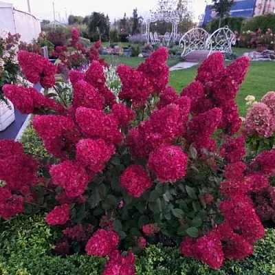 Гортензия САМАРСКАЯ ЛИДИЯ метельчатая  Гортензия САМАРСКАЯ ЛИДИЯ метельчатая в Чебоксарах
