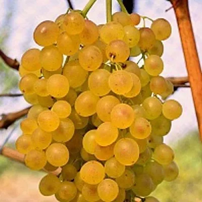 Виноград КИШМИШ КОКТЕЙЛЬ  Виноград КИШМИШ КОКТЕЙЛЬ в Чебоксарах