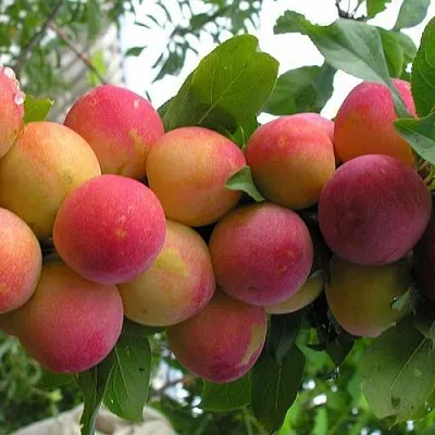 Слива СКОРОПЛОДНАЯ в Чебоксарах