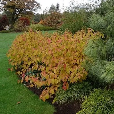 Дерен  АННА ВИНТЕР ОРАНЖ кроваво-красный    Дерен  АННА ВИНТЕР ОРАНЖ кроваво-красный   в Чебоксарах