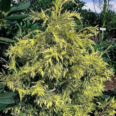 Туя ЗЕБРИНА ЭКСТРА ГОЛД складчатая — описание сорта Туя ЗЕБРИНА ЭКСТРА ГОЛД складчатая в Чебоксарах