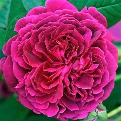 Саженцы роз ВИЛЬЯМ ШЕКСПИР английская  Саженцы роз ВИЛЬЯМ ШЕКСПИР английская в Чебоксарах