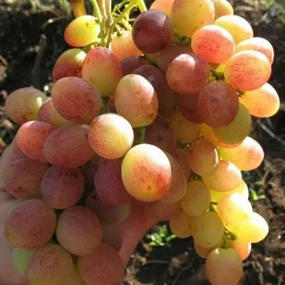 Виноград ТАСОН  Виноград ТАСОН в Чебоксарах