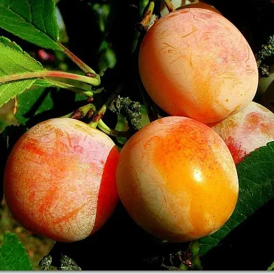 Ранняя в Чебоксарах