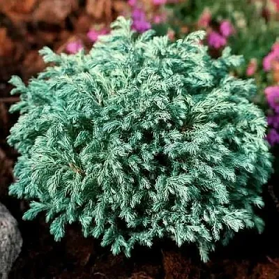 Кипарисовик БЕБИ БЛЮ горохоплодный  Кипарисовик БЕБИ БЛЮ горохоплодный в Чебоксарах