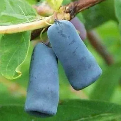 Жимолость съедобная ЗИНРИ  Жимолость съедобная ЗИНРИ в Чебоксарах