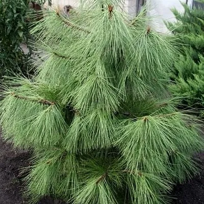 Сосна желтая  в Чебоксарах