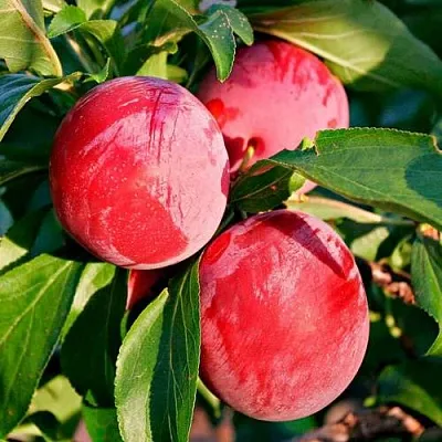 Красная в Чебоксарах