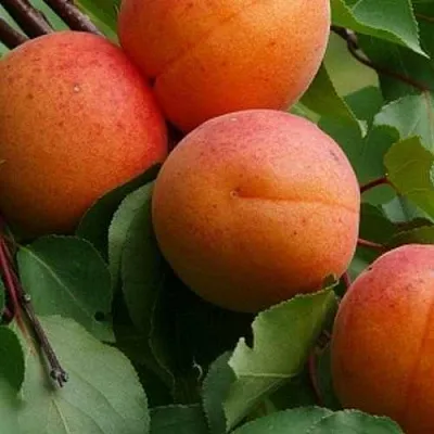 Абрикос ГРАФИНЯ  Абрикос ГРАФИНЯ в Чебоксарах