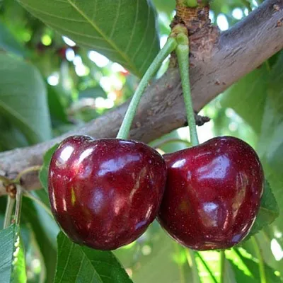 Черешня СЮБАРОВСКАЯ  Черешня СЮБАРОВСКАЯ в Чебоксарах