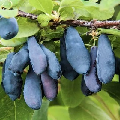 Жимолость съедобная СИБИРЯЧКА  Жимолость съедобная СИБИРЯЧКА в Чебоксарах