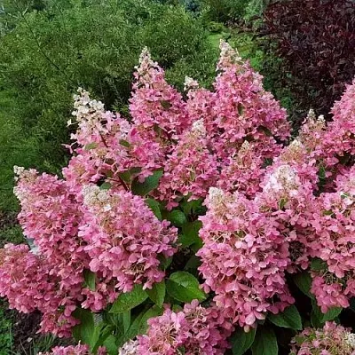 Гортензия ПИНКИ ВИНКИ метельчатая  Гортензия ПИНКИ ВИНКИ метельчатая в Чебоксарах