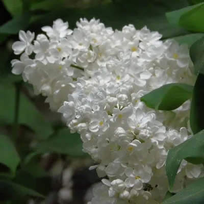 Сирень РУССКИЙ СЕВЕР  Сирень РУССКИЙ СЕВЕР в Чебоксарах