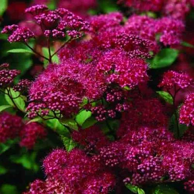 Спирея АНТОНИ ВАТЕРЕР японская в Чебоксарах