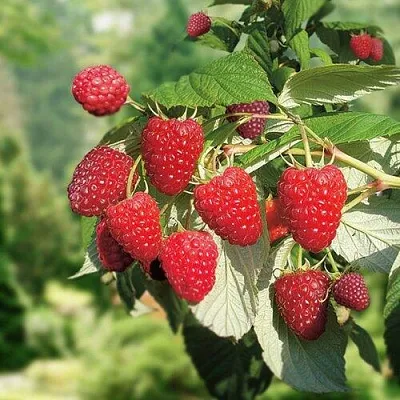 Малина РУБИФОЛ  Малина РУБИФОЛ в Чебоксарах