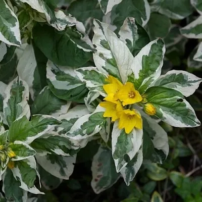 Вербейник АЛЕКСАНДР точечный  Вербейник АЛЕКСАНДР точечный в Чебоксарах