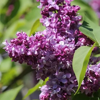 Сирень ИЗОБИЛИЕ в Чебоксарах