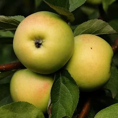 Яблоня ДАНИЛА  Яблоня ДАНИЛА в Чебоксарах