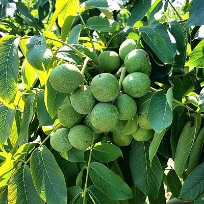 Грецкий орех  ИЗЯЩНЫЙ  Грецкий орех  ИЗЯЩНЫЙ в Чебоксарах