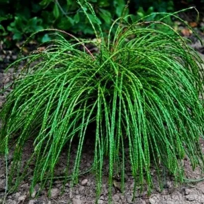 Туя ВИПКОРД складчатая — описание сорта Туя ВИПКОРД складчатая в Чебоксарах